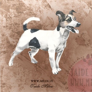 Jackrussellinterrieri_sei_4_M