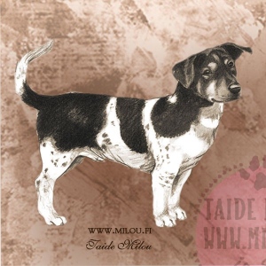 Jackrussellinterrieri_sei_5_M