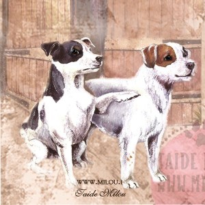Jackrussellinterrierit_talli_M