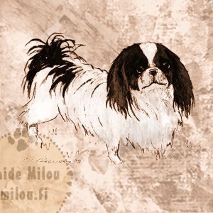 Japanesechin_M