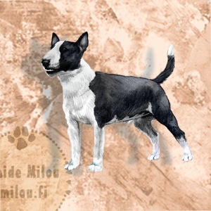 Kaapiobullterrieri_musta_M-copy-2