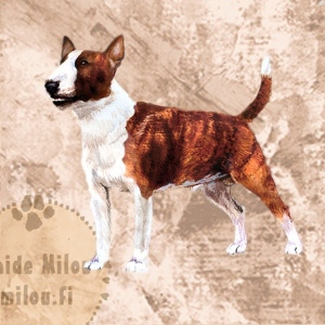 Kaapiobullterrieri_tiik_M
