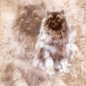 Keeshound_M