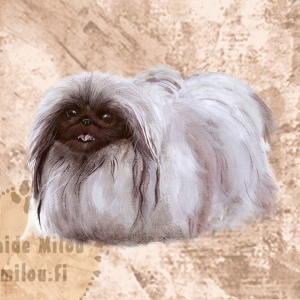 Kiinanpalatsikoira_M