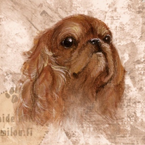 Kingcharlesinspanieli_Ruby_M