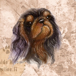 Kingcharlesinspanieli_blacktan_M