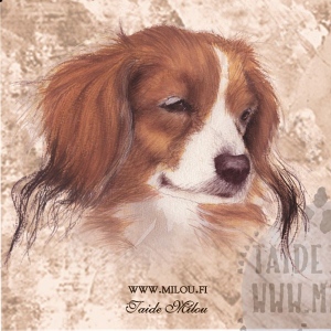 Kooikerhondje_paa_M