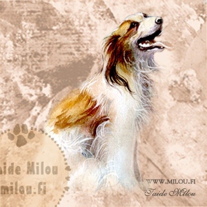 Kooikerhondje_M