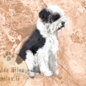 Lagottoromagnolo_muvalk_M
