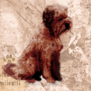 Lagottoromagnolo_ru_M