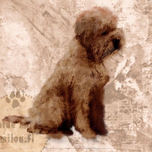 Lagottoromagnolo_ruskea_M