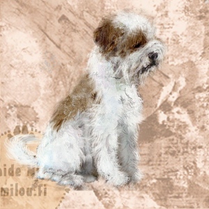 Lagottoromagnolo_ruskvalk_M