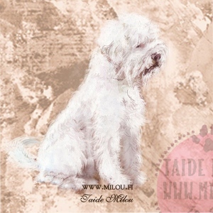Lagottoromagnolo_vaalea_M