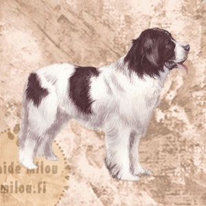 Landseer1_M