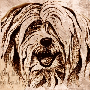 Lhasaapso_M