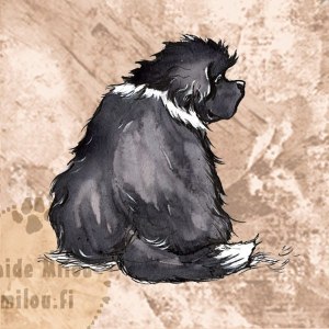 Newfoundland2_M