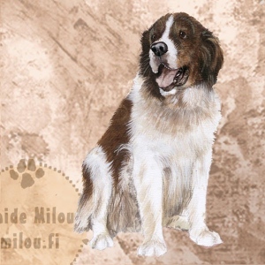 Pyreneittenmastiffi_M