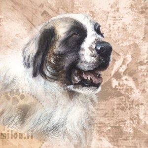 Pyreneittenmastiffi_paa_M