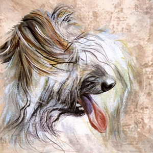 Pyreneittenpaimenkoira_M