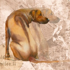 Rhodesiankoira_M