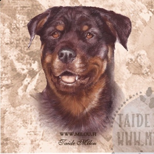 Rottweiler_M