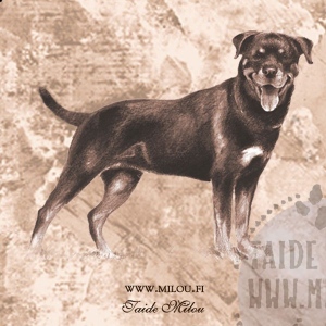 Rottweiler_PM
