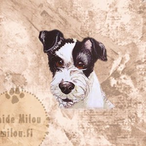 Jackrussellinterrieri_M