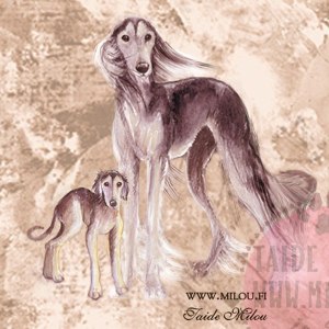 Saluki2_M