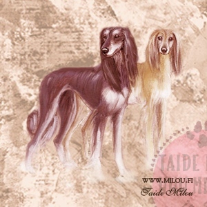 Saluki_M