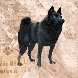 Schipperke