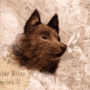 Schipperke_M
