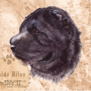 Sharpei_Mu_M