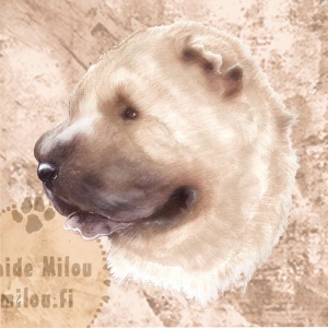 Sharpei_gre_M