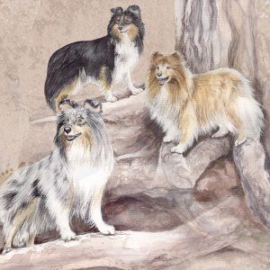 Shetlanninlammaskoirapuussa_M