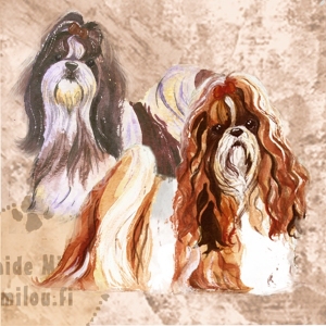 Shih-Tzu2_M