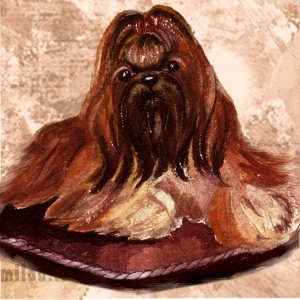 Shih-Tzu3_M-copy