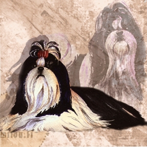 Shih-Tzu_M