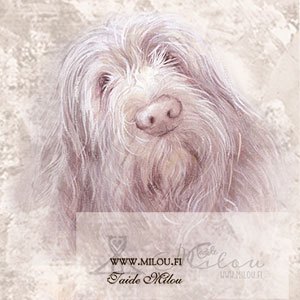 Spinone-1-M