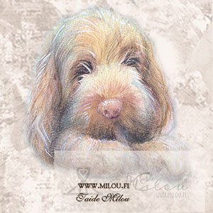 Spinone-pentu-2-M