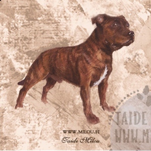 Stafforshirenbullterrieri_M