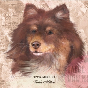 Suomenlapinkoira_ruskea_M