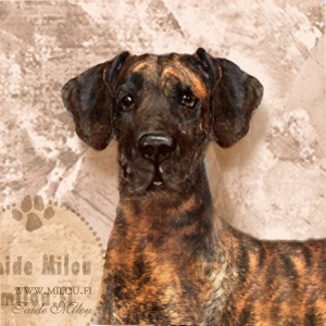 Tanskandoggi2_brindle_M
