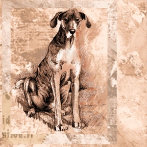 Tanskandoggo_tiikeri_M