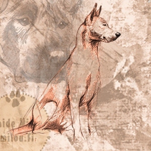 Thairidgeback_PM