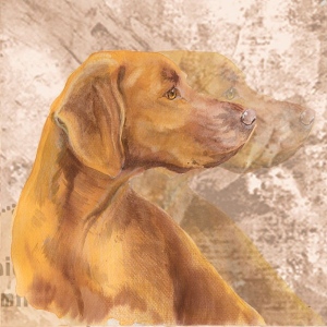 Unkarinvizsla_M