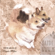 Welshcorgi_pembroke