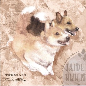Welshcorgi_pembroke