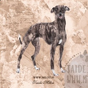 Whippet1_bri_M