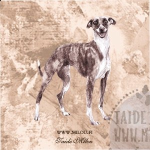 Whippet2_bri_M
