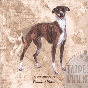 Whippet3_bri_M